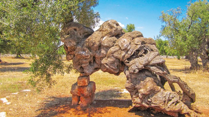 Xylella: dalla ferita del paesaggio al Sistema Puglia tra scienza e futuro