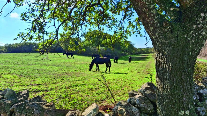 Il cavallo murgese e l’asino di Martina Franca: due simboli intramontabili