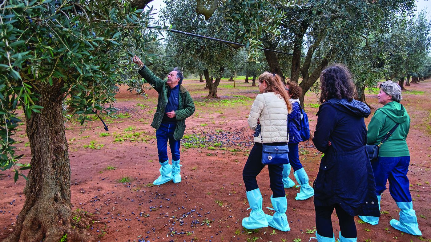 Xylella: dalla ferita del paesaggio al Sistema Puglia tra scienza e futuro