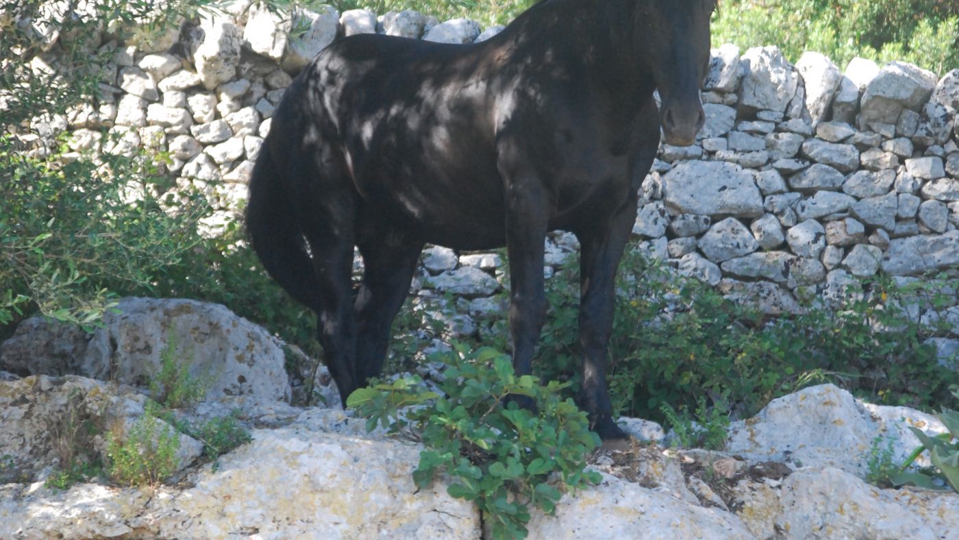 Il cavallo murgese e l’asino di Martina Franca: due simboli intramontabili